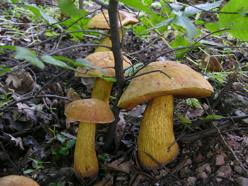 Boletus luridus e Leccinum carpini.